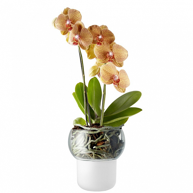 Горшок для орхидеи с функцией самополива Orchid Pot, малый, белый с логотипом в Астрахани заказать по выгодной цене в кибермаркете AvroraStore
