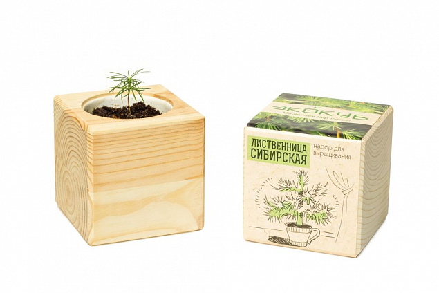 Набор для выращивания «Экокуб», лиственница сибирская с логотипом в Астрахани заказать по выгодной цене в кибермаркете AvroraStore