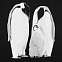 Футболка женская Like a Penguin, черная с логотипом в Астрахани заказать по выгодной цене в кибермаркете AvroraStore