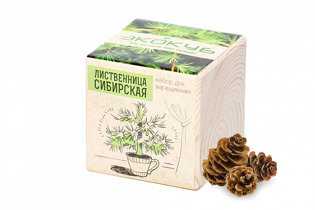 Набор для выращивания «Экокуб», лиственница сибирская с логотипом в Астрахани заказать по выгодной цене в кибермаркете AvroraStore